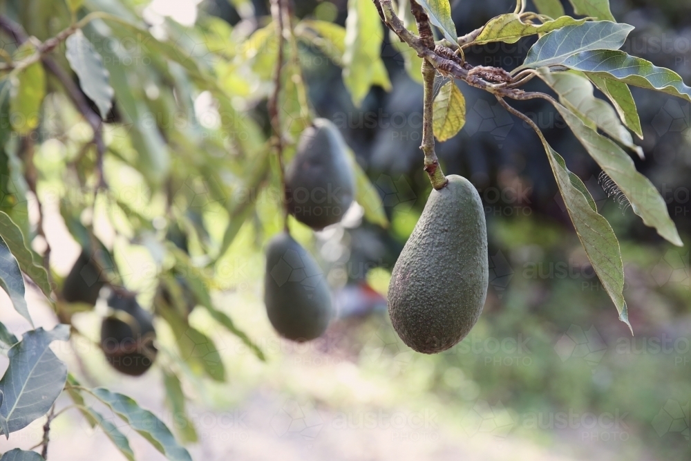 Australian fresh avocado tree - Australian Stock Image