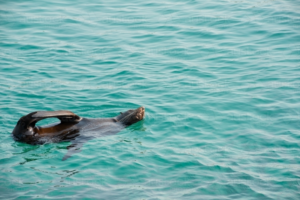 Australian Fur Seal floating on the turquoise water - Australian Stock Image