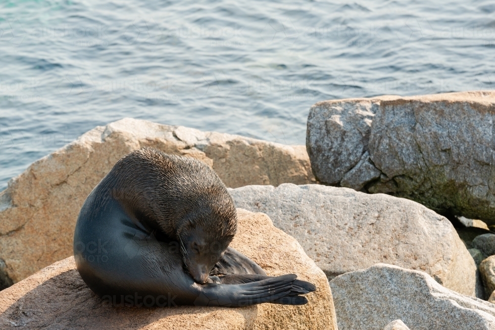 Australian Fur Seal on Rocks with water behind - Australian Stock Image