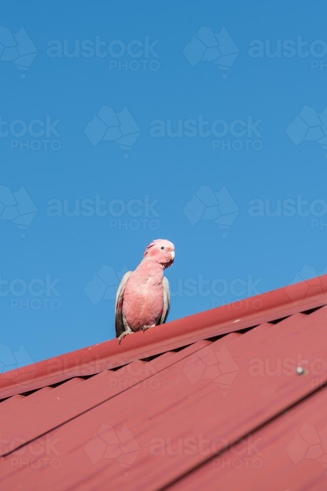 Australian Galah on a corrugated tin roof - Australian Stock Image