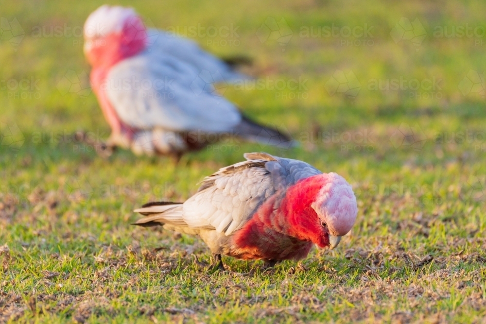 Australian Galahs pecking at grass - Australian Stock Image