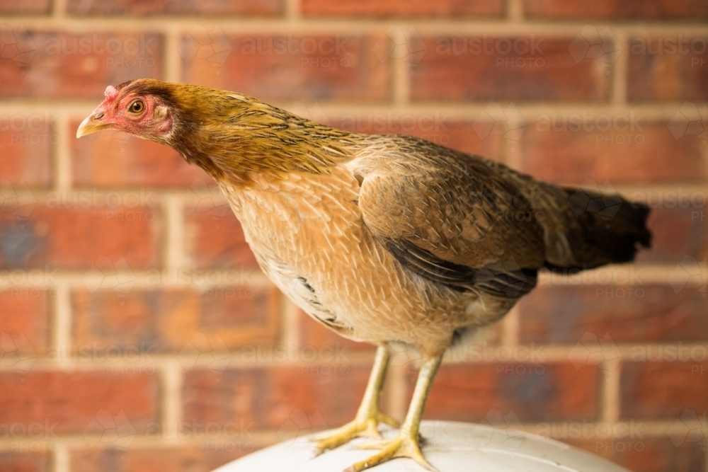 Australian Game chicken breed - Australian Stock Image