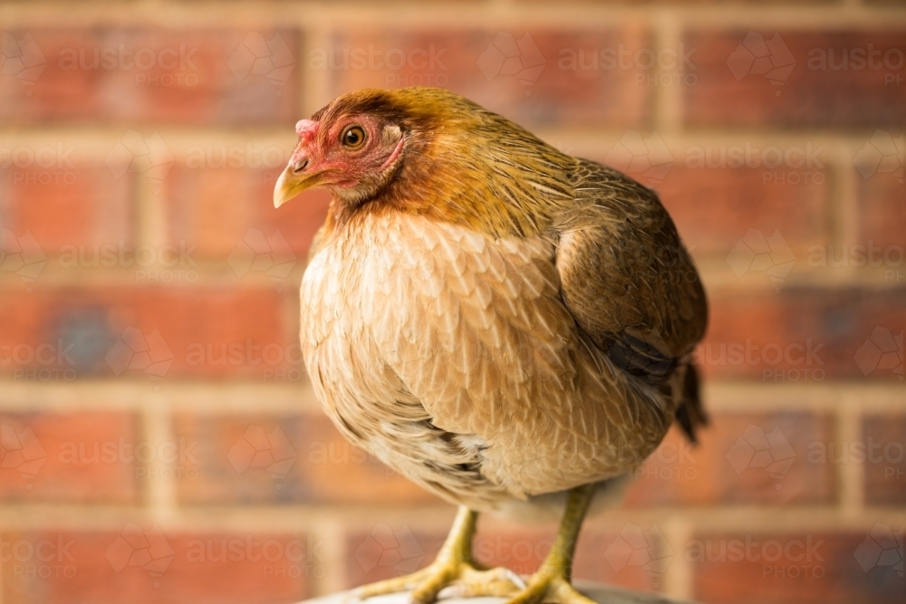 Image of Australian Game chicken breed Austockphoto