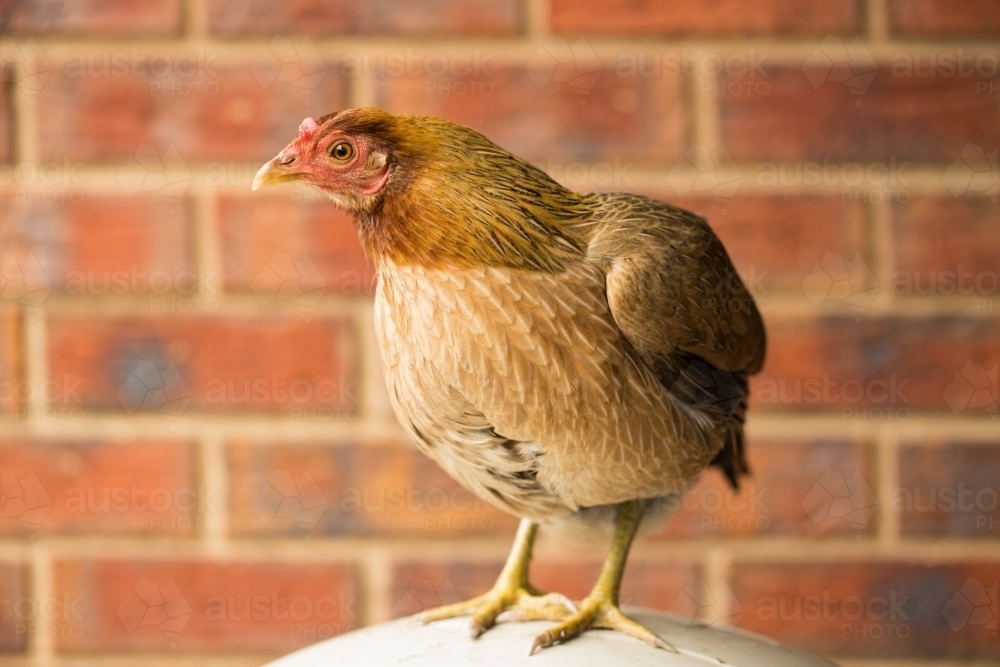 Australian Game chicken breed - Australian Stock Image