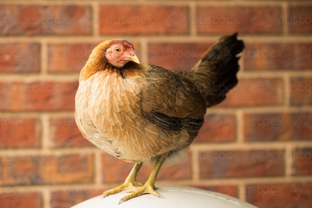 Australian Game chicken breed - Australian Stock Image