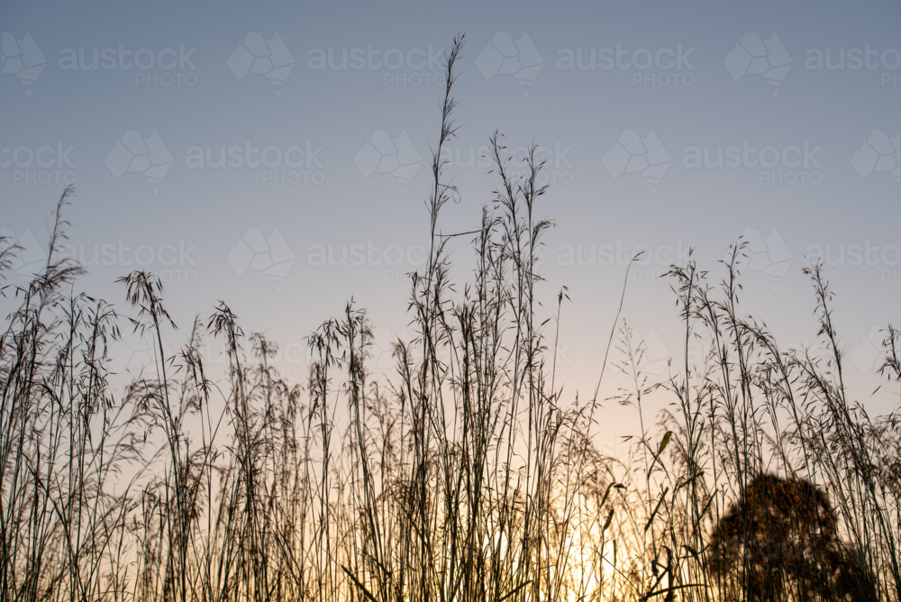Australian grass silhouetted at sunrise with glowing sky - Australian Stock Image
