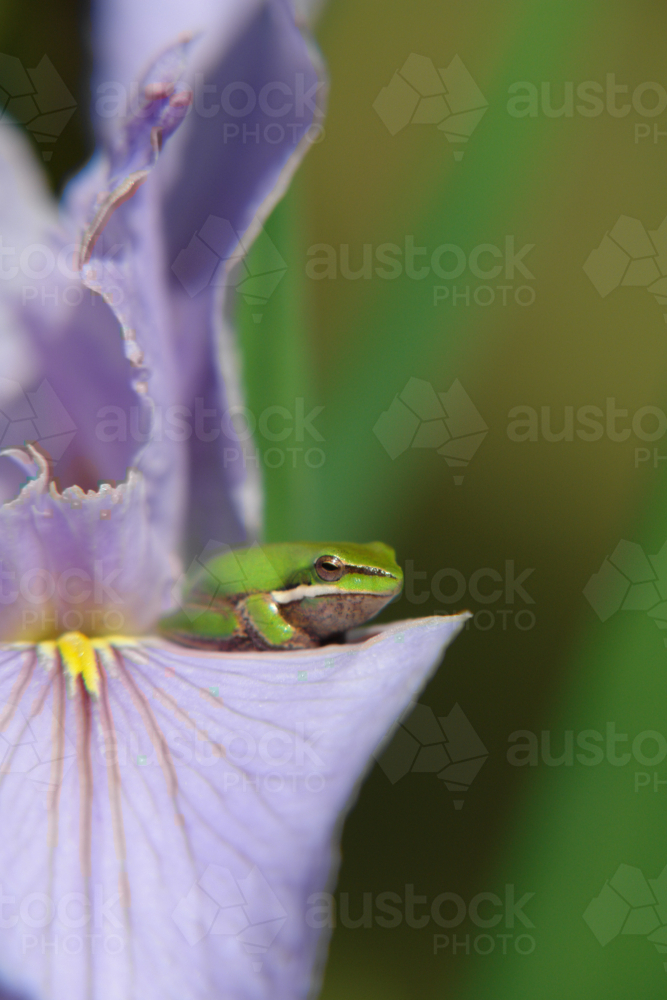 Australian green treefrog in purple lily - Australian Stock Image