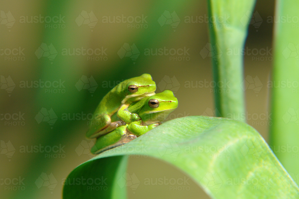 Australian green treefrog on a lily plant leaf - Australian Stock Image