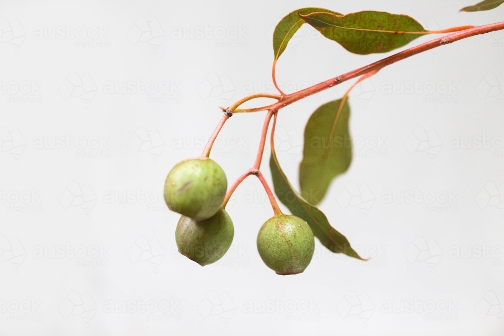 Australian Gum Nuts - Australian Stock Image