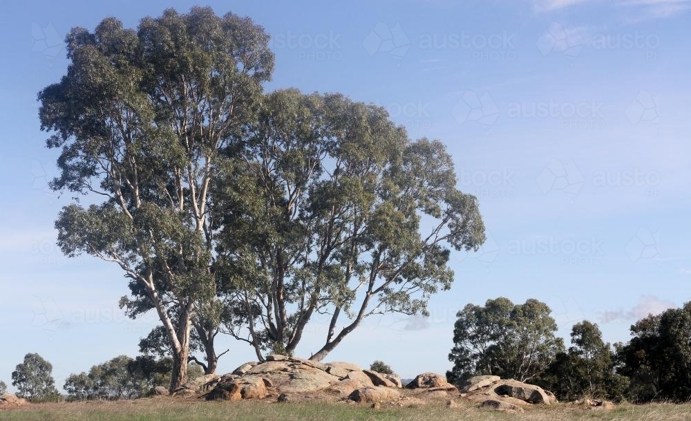 Australian Gum Tree - Australian Stock Image