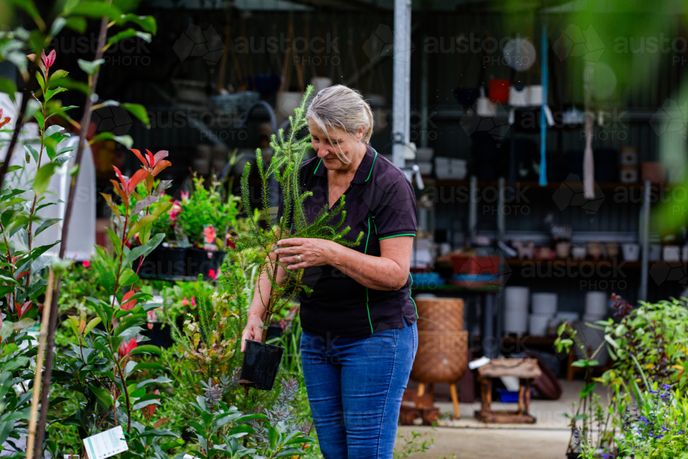 Australian horticulturalist holding potted native Australian plant in nursery garden - Australian Stock Image