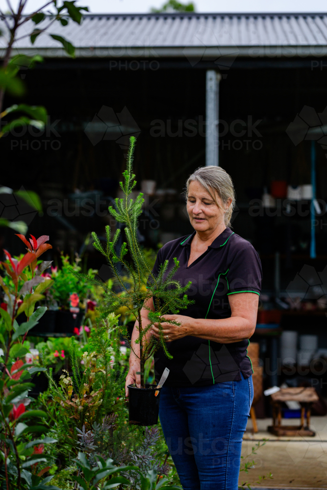 Australian horticulturalist holding potted native Australian plant in nursery garden : Austockphoto Australian horticulturalist holding potted native Australian plant in nursery garden - Australian Stock Image