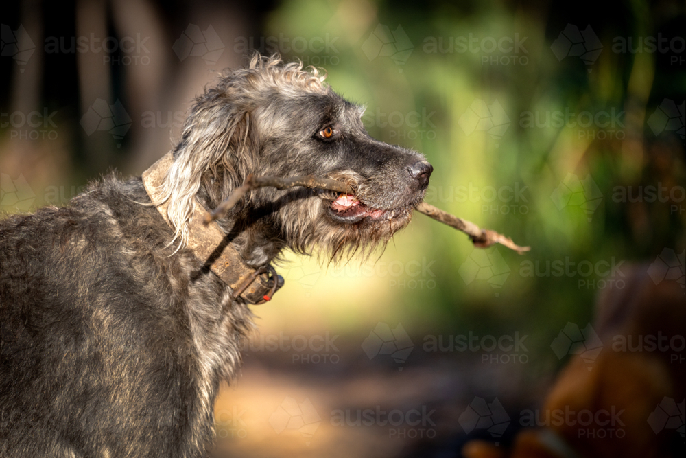 Australian hunting dog holding a stick in its mouth. - Australian Stock Image