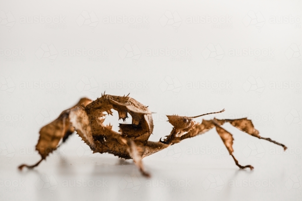 Image of Australian juvenile female spiny leaf insect - Austockphoto