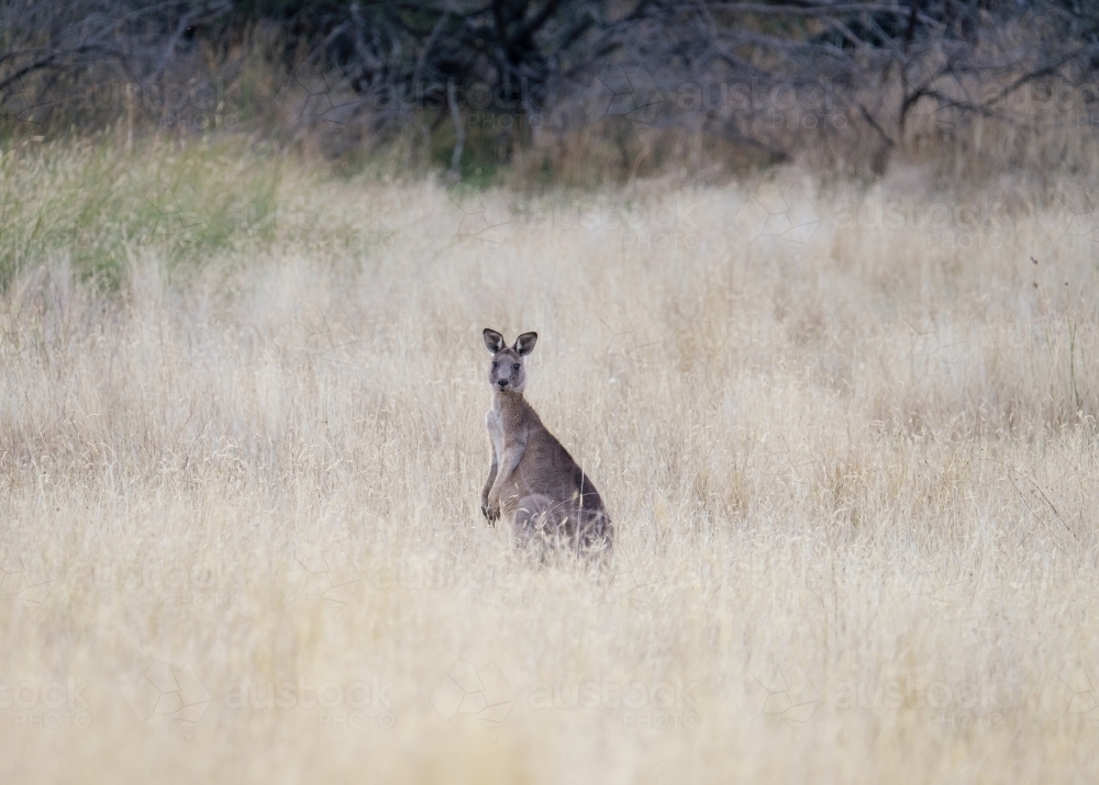 Australian kangaroo stands in the landscape - Australian Stock Image