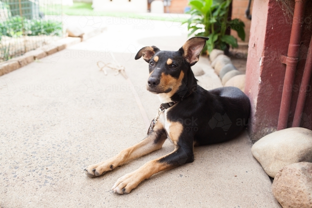 Australian Kelpie cross lying on path - Australian Stock Image