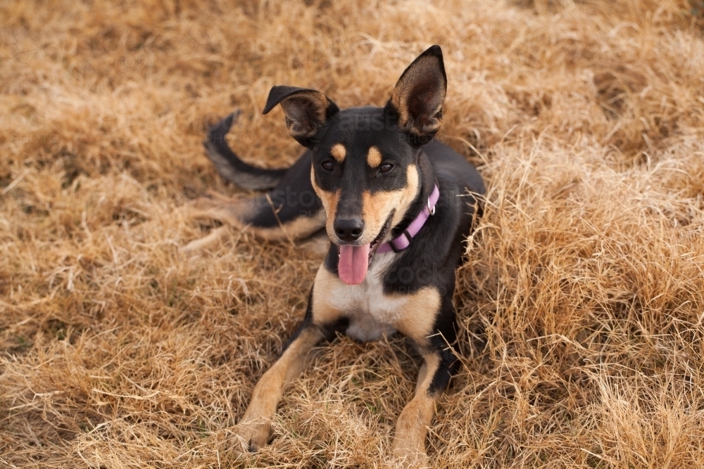 Image of Australian Kelpie Cross sitting in the dry grass Austockphoto