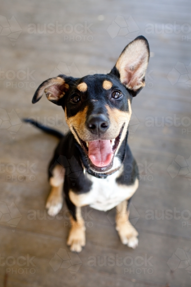 Australian Kelpie cross sitting on the wooden floor - Australian Stock Image