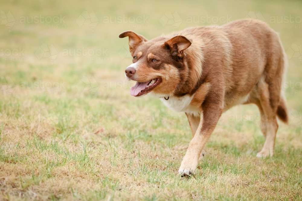 Australian Kelpie walking on grass in Australia - Australian Stock Image