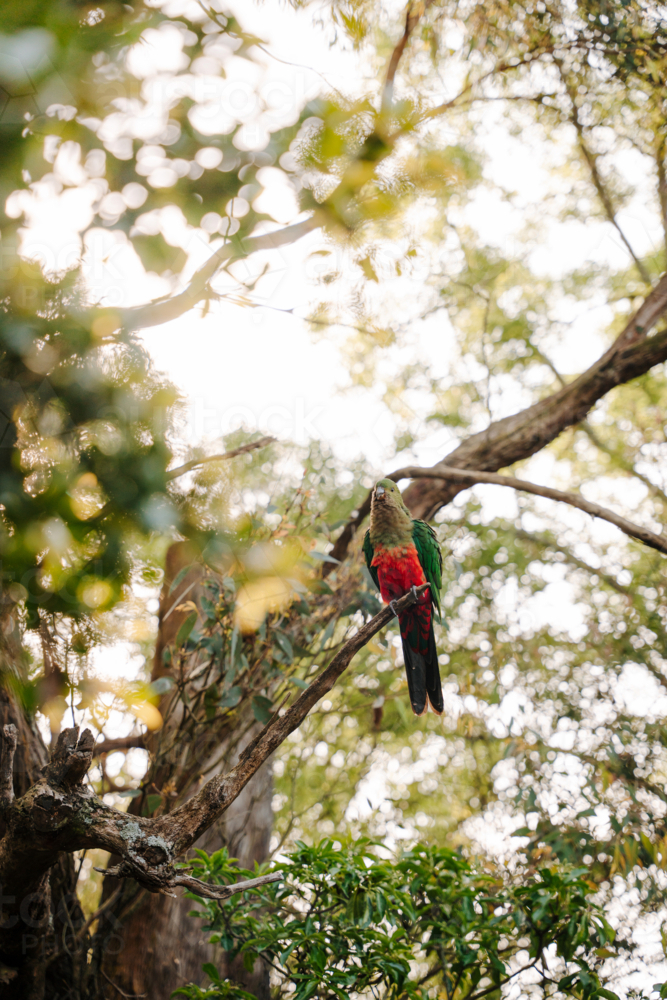 Australian King parrot perched on a branch of a tree. - Australian Stock Image