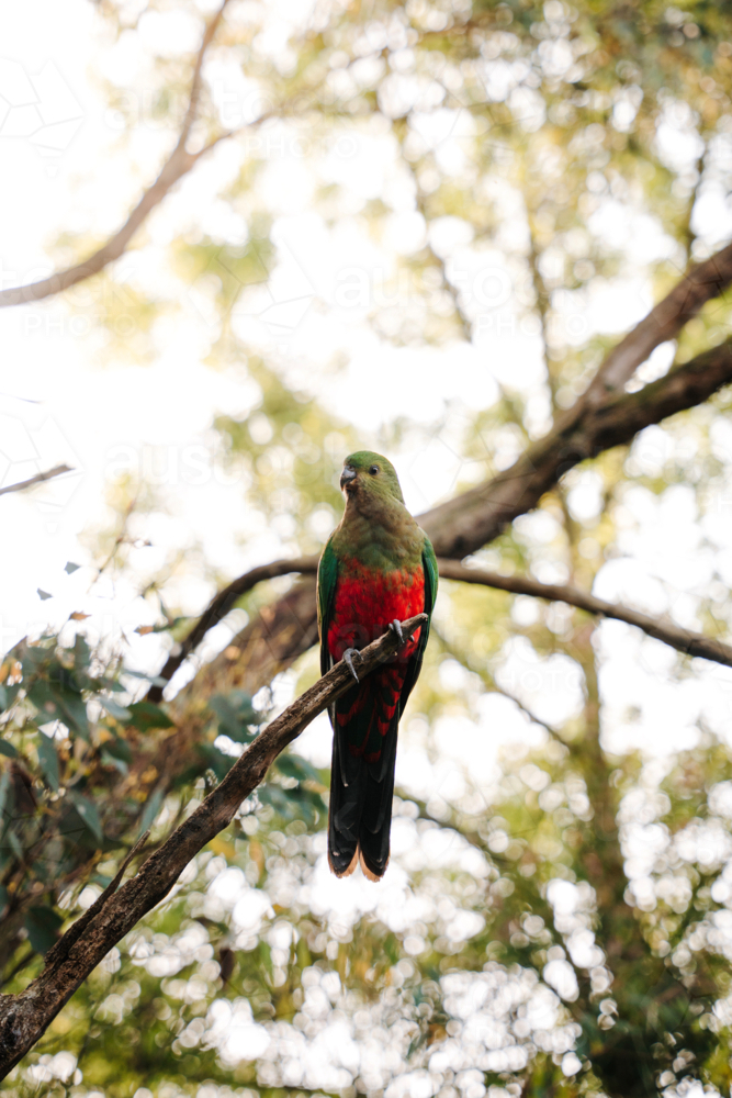 Australian King parrot perched on a branch of a tree. - Australian Stock Image