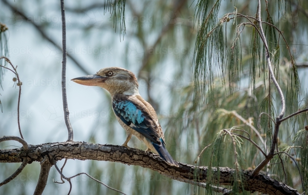 Australian kookaburra perched on native tree - Australian Stock Image
