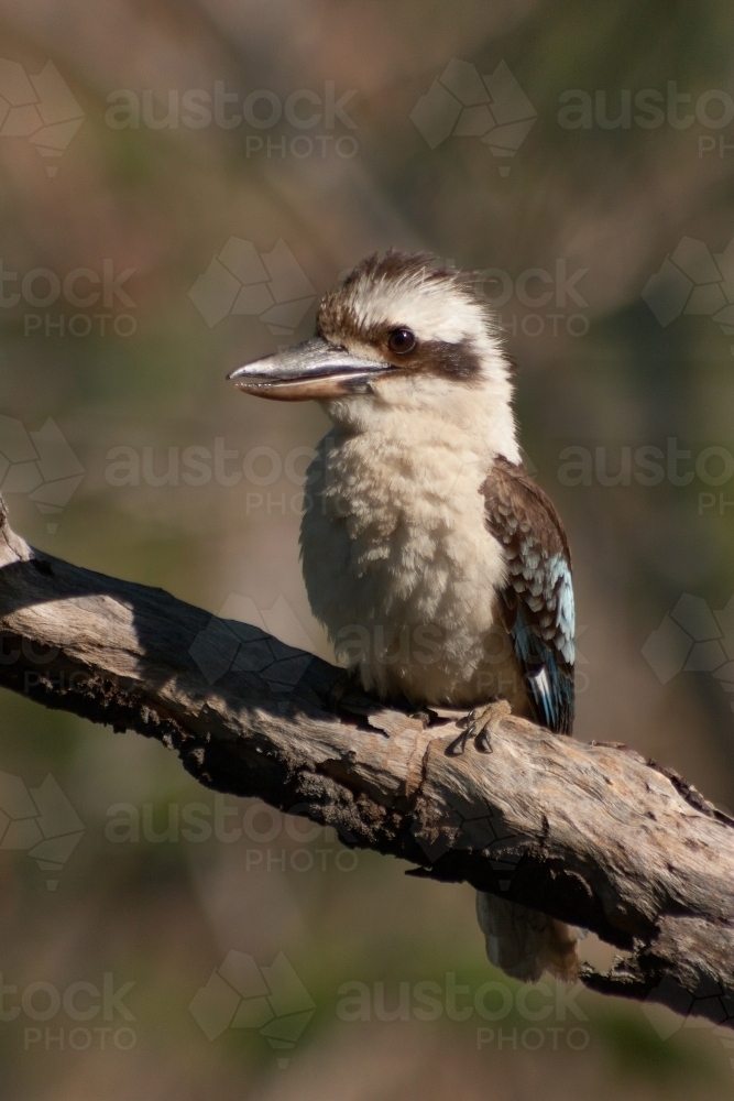 Australian Kookaburra sitting in a tree. - Australian Stock Image