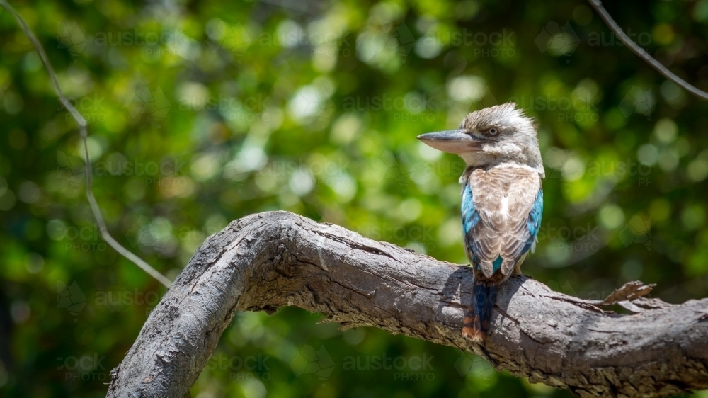 Australian Kookaburra sitting on branch - Australian Stock Image
