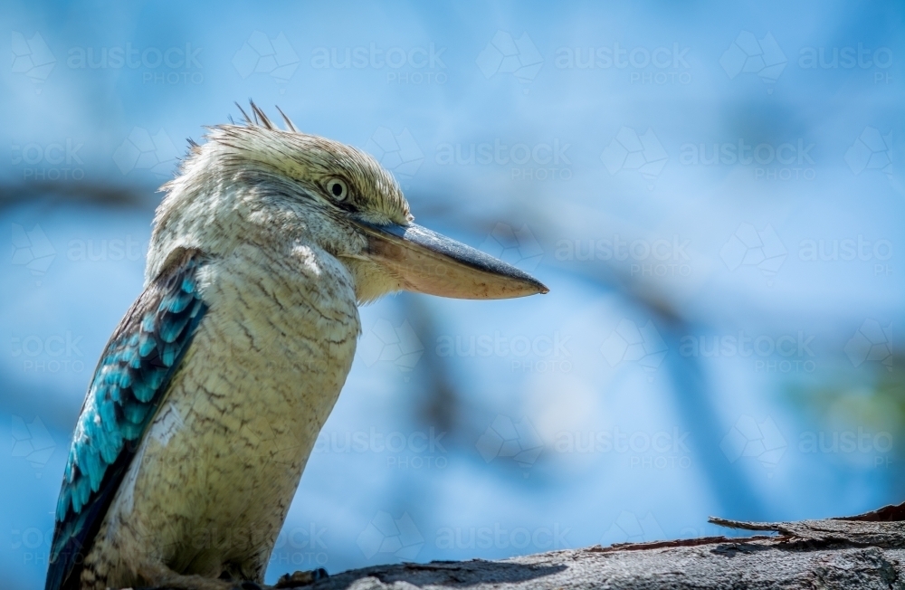 Australian Kookaburra sitting on branch - Australian Stock Image