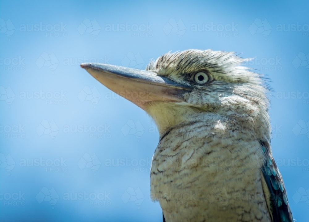 Australian Kookaburra sitting on branch - Australian Stock Image