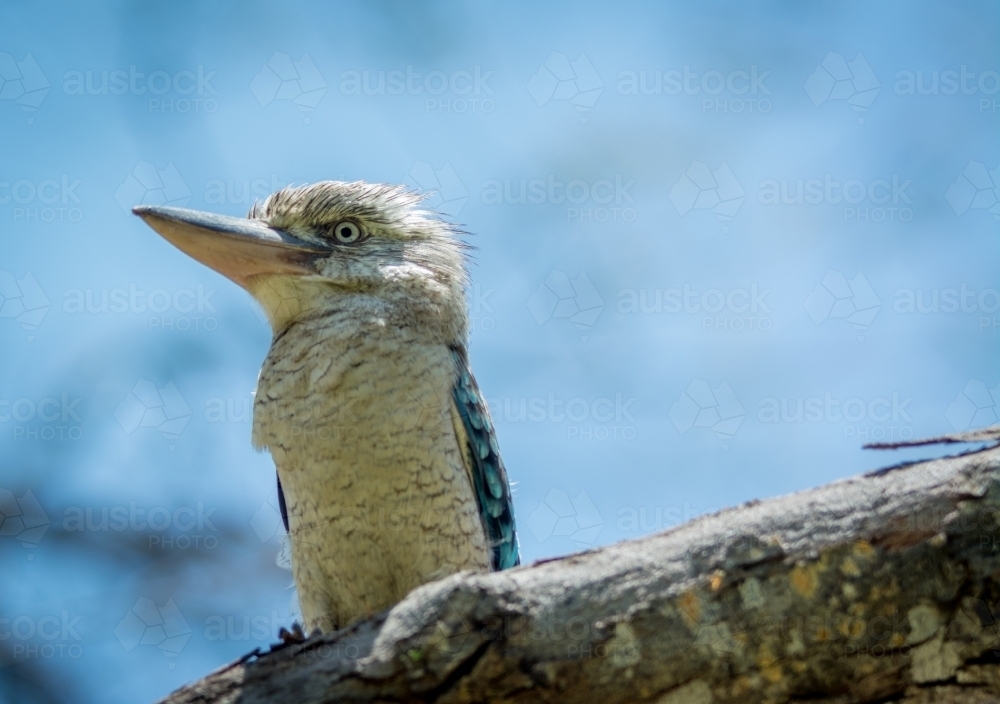 Australian Kookaburra sitting on branch - Australian Stock Image