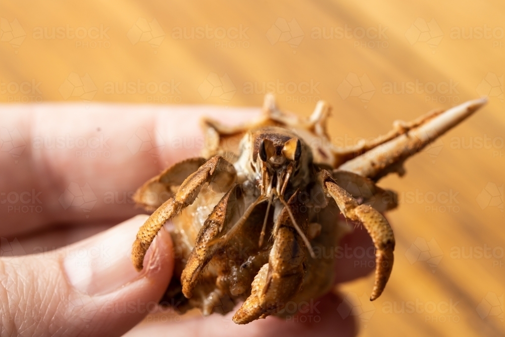 Australian Land Hermit Crab (Coenobita variabilis) being held by a hand - Australian Stock Image