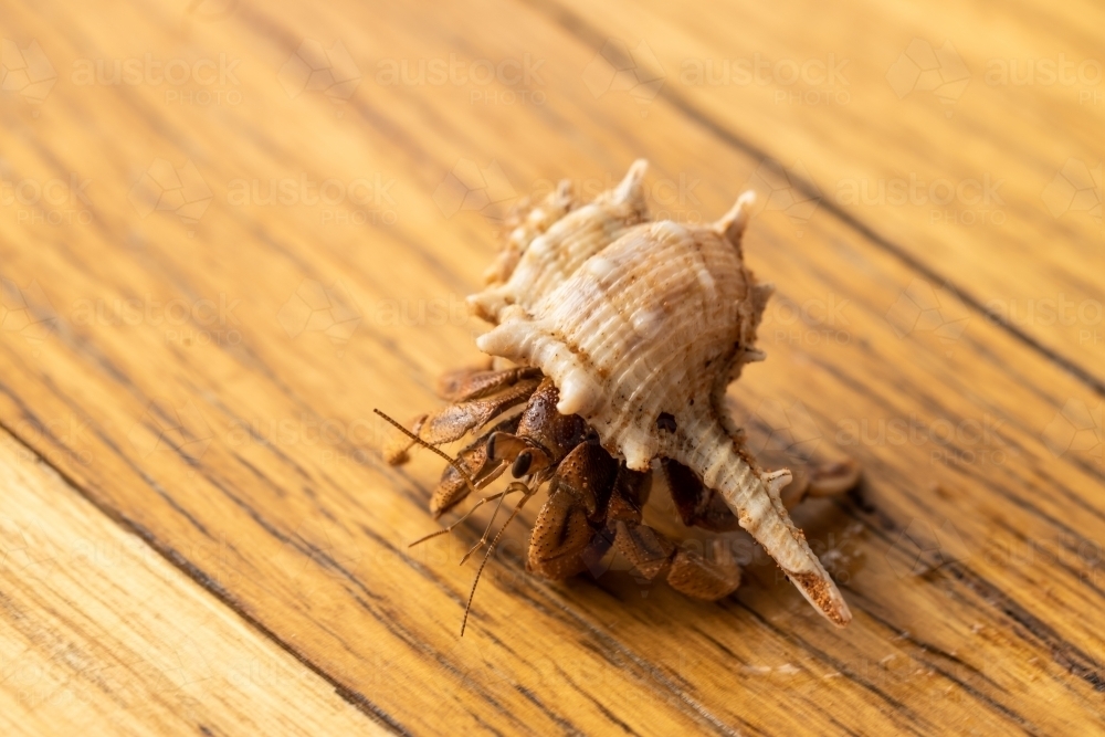 Australian Land Hermit Crab (Coenobita variabilis) walking on a wooden surface - Australian Stock Image