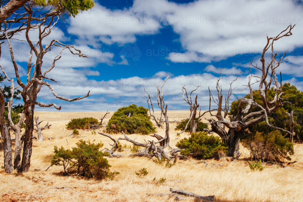 Australian landscape in Cape Naturaliste peninsula, near Dunsborough in Margaret River, WA - Australian Stock Image