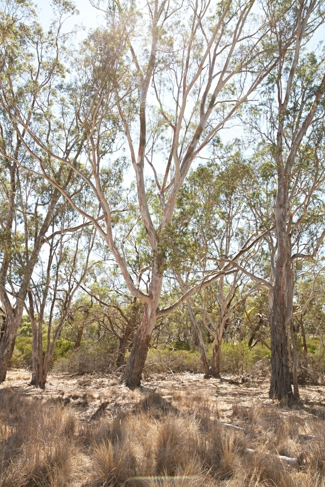 Australian landscape in rural Victoria with grass and gum trees - Australian Stock Image