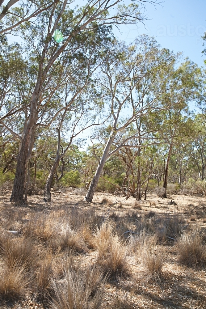 Australian landscape in rural Victoria with grass and gum trees - Australian Stock Image