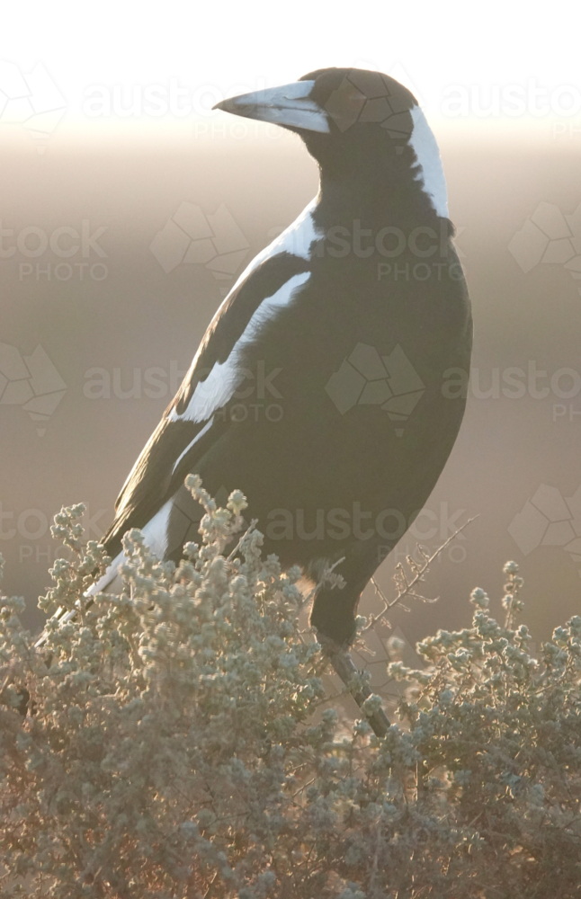 Australian Magpie - Australian Stock Image