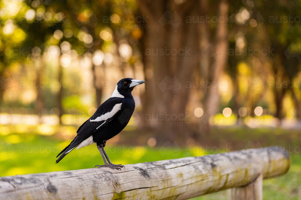 Australian magpie bird perched on wooden park railing with bokeh copy space - Australian Stock Image