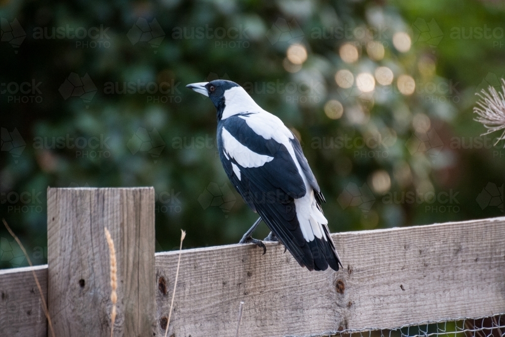 Australian magpie sitting on a wooden fence - Australian Stock Image