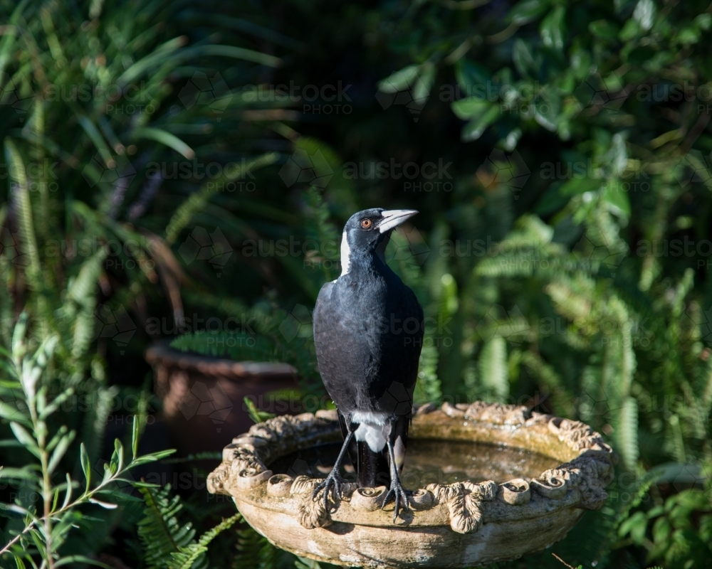 Australian magpie standing on the edge of a birdbath - Australian Stock Image