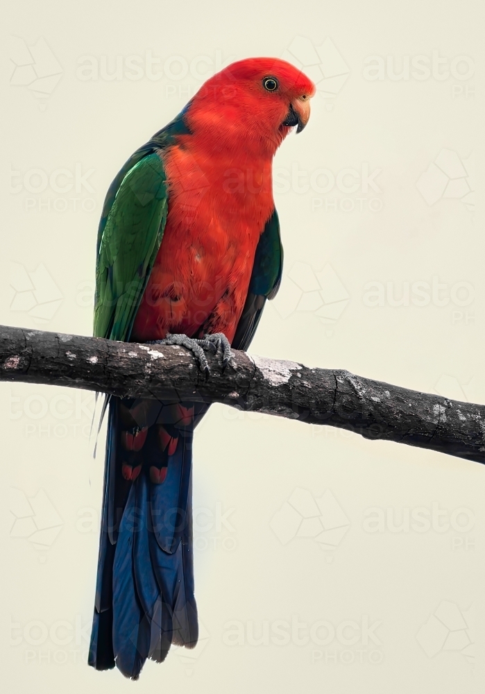 Australian Male King Parrot - Australian Stock Image