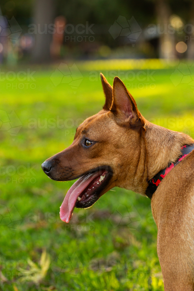 Australian mix breed dog kelpie and dingo crossbreed in golden afternoon light at park - Australian Stock Image