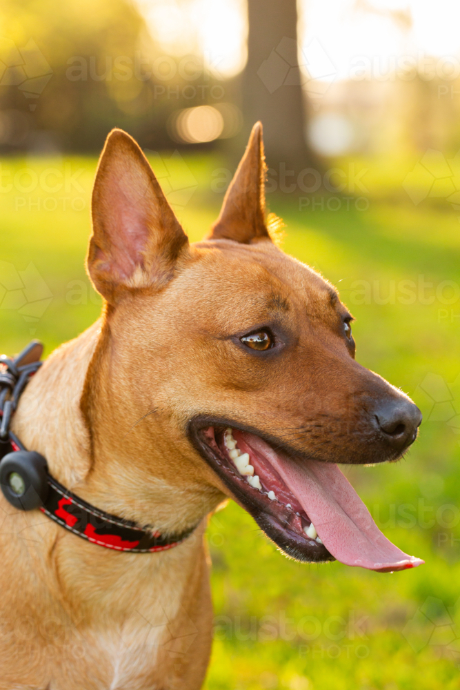 Australian mix breed dog kelpie and dingo crossbreed in golden afternoon light at park - Australian Stock Image