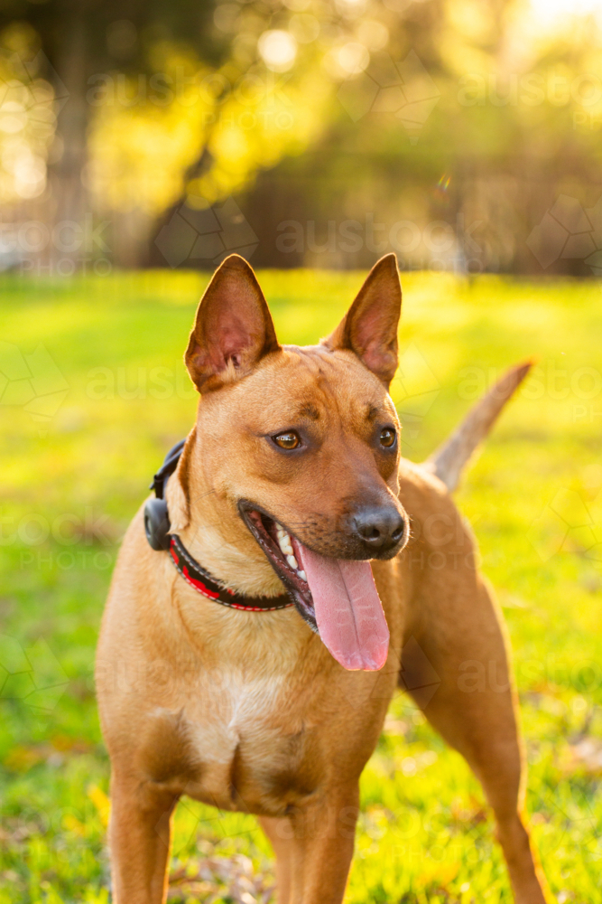 Australian mix breed dog kelpie and dingo crossbreed in golden afternoon light at park - Australian Stock Image