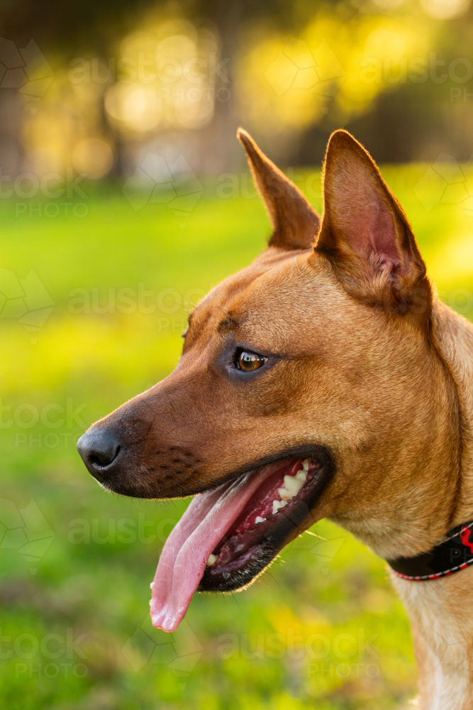 Australian mix breed dog kelpie and dingo crossbreed in golden afternoon light at park - Australian Stock Image