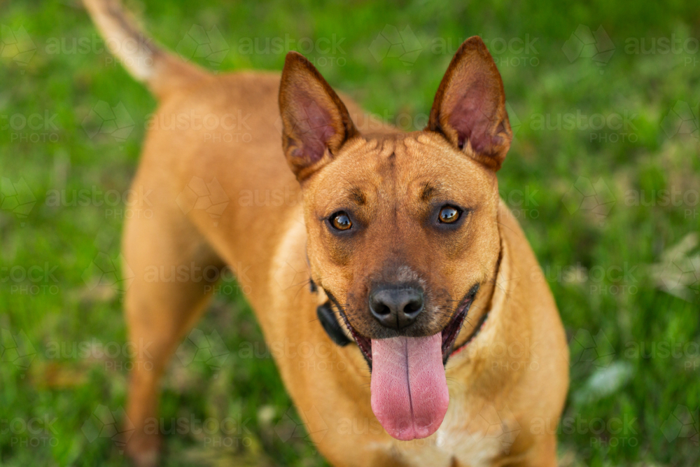 Australian mix breed dog kelpie and dingo crossbreed with tongue out - Australian Stock Image