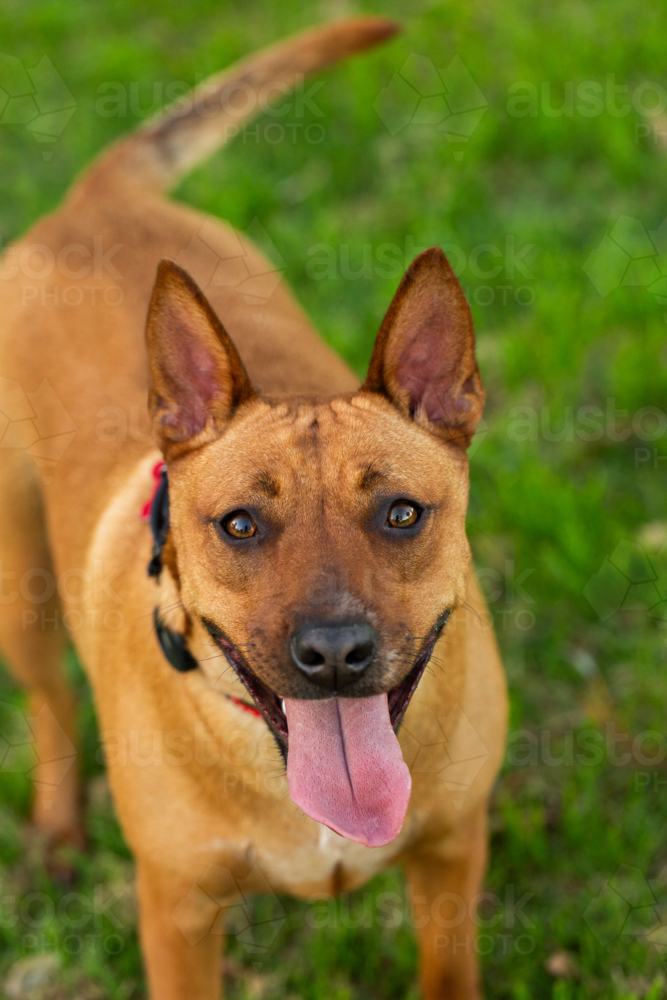 Australian mix breed dog kelpie and dingo crossbreed looking up in portrait - Australian Stock Image