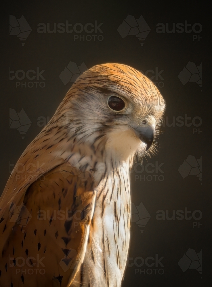 Australian nankeen kestrel falcon portrait - Australian Stock Image