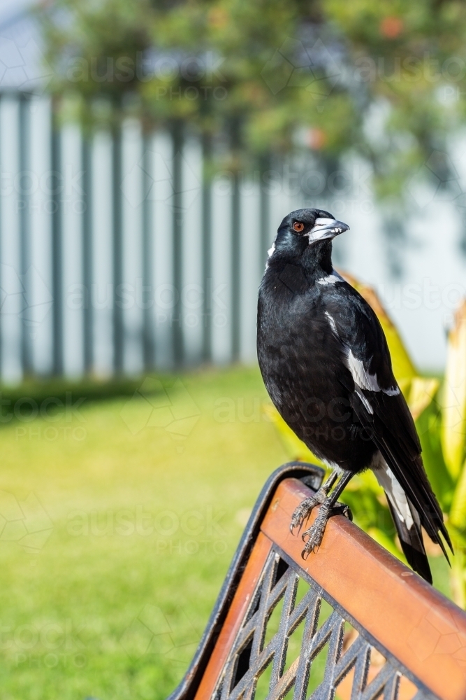 Australian native bird magpie perched on back of garden chair feathers shining in sunlight - Australian Stock Image