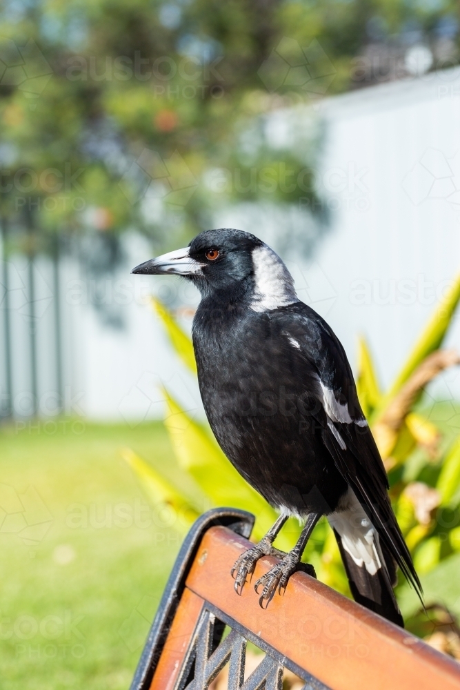 Australian native bird magpie perched on back of garden chair feathers shining in sunlight - Australian Stock Image